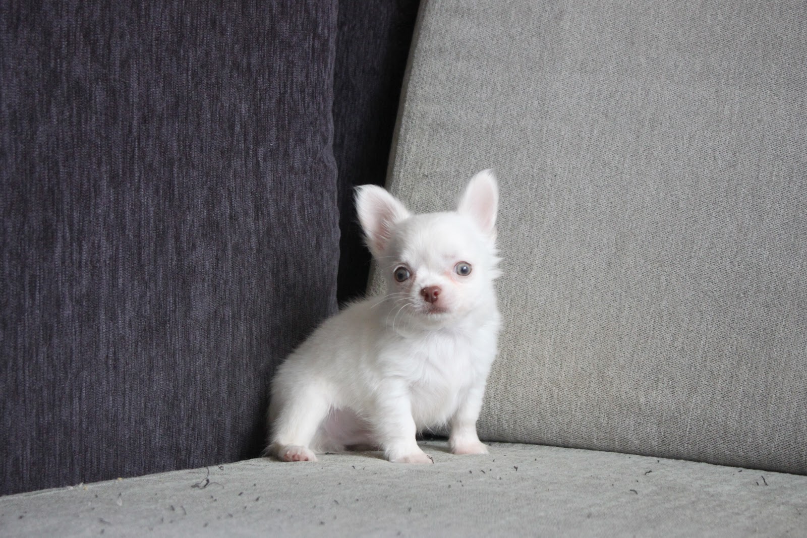 12/21出生 高端優質迷你長毛吉娃娃白色弟弟