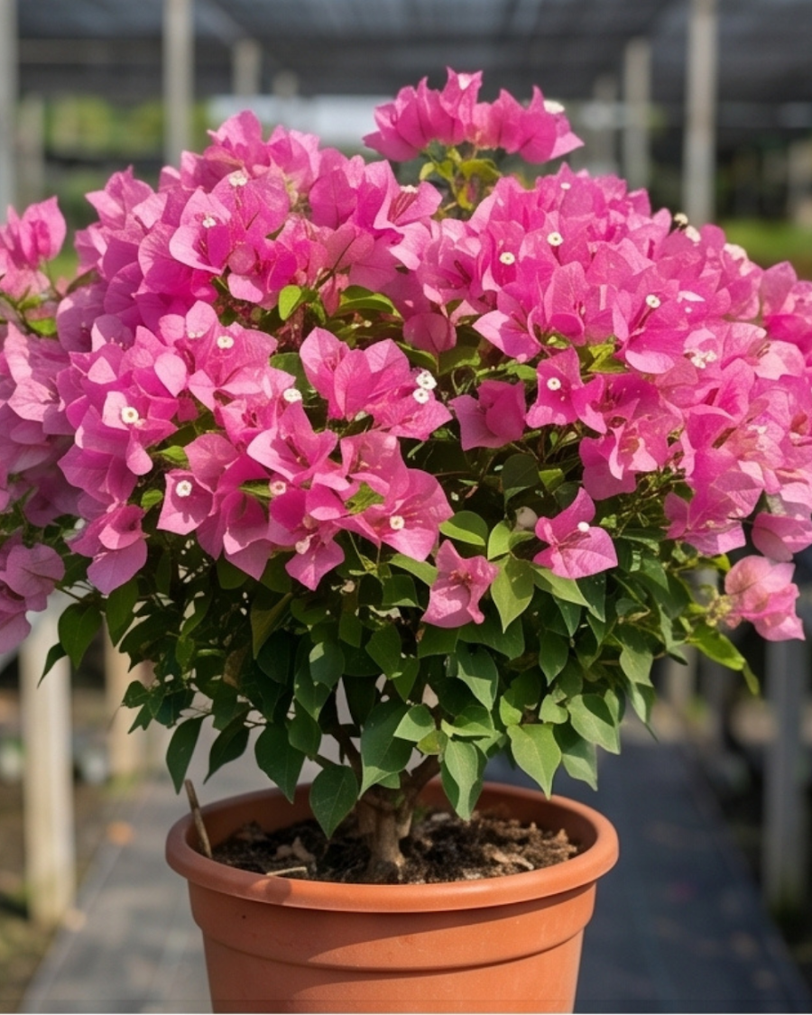 Imported Kimpui Bougainvillea Plant — view 6