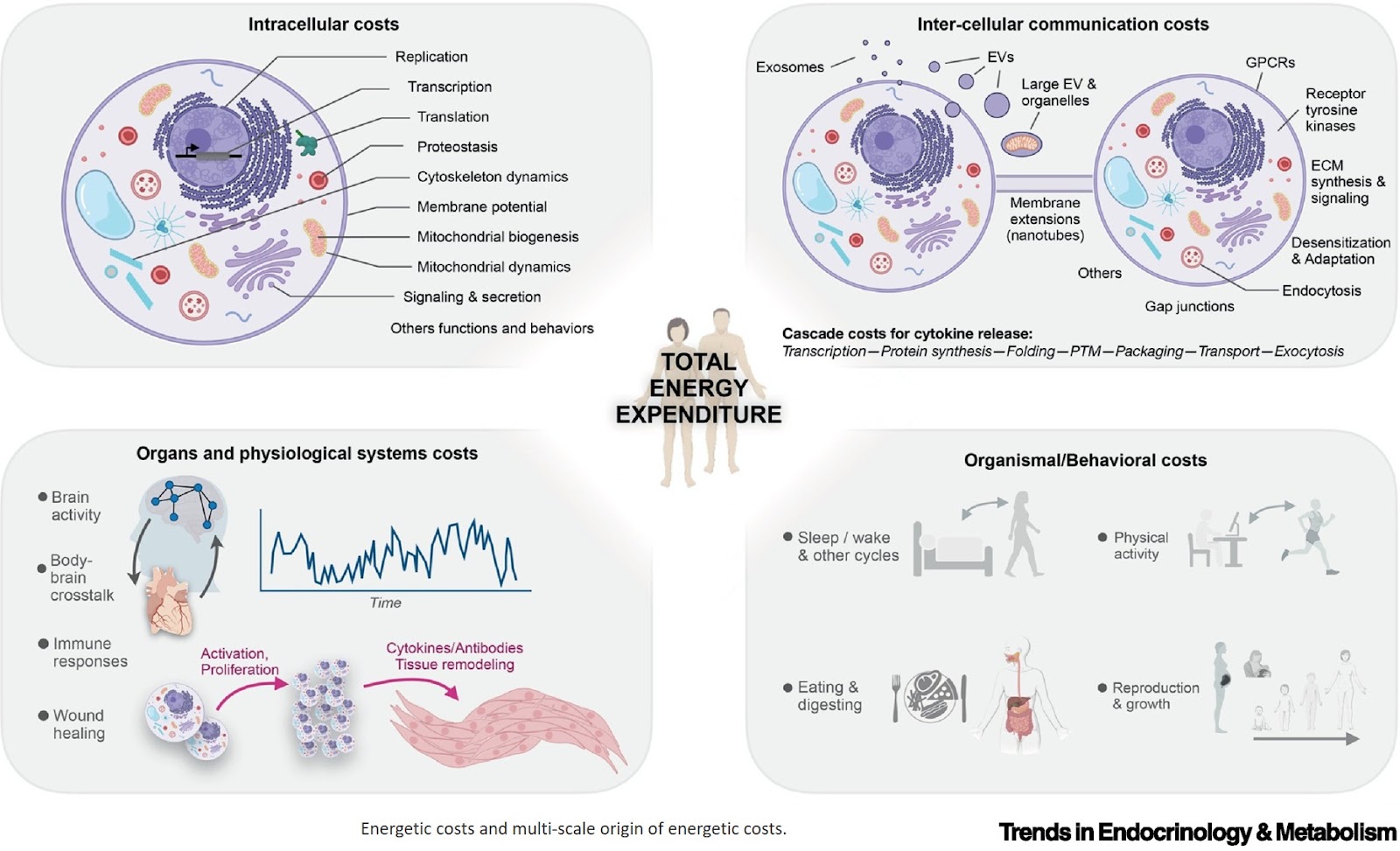 Energy constraint on human health