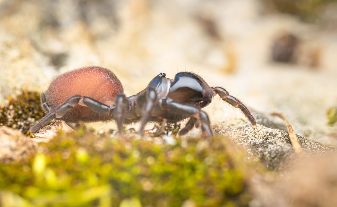 Atypus affinis