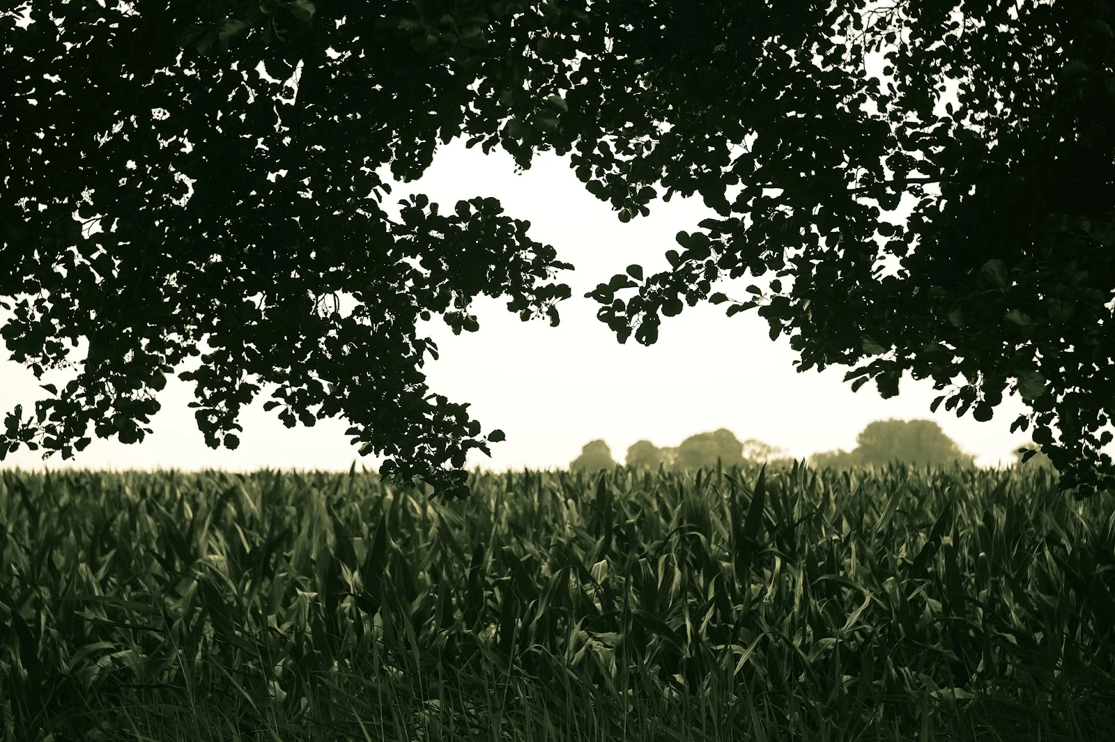 Green Corn Field Under Trees - Nature Photography 5K Wallpaper (6012x4003)
