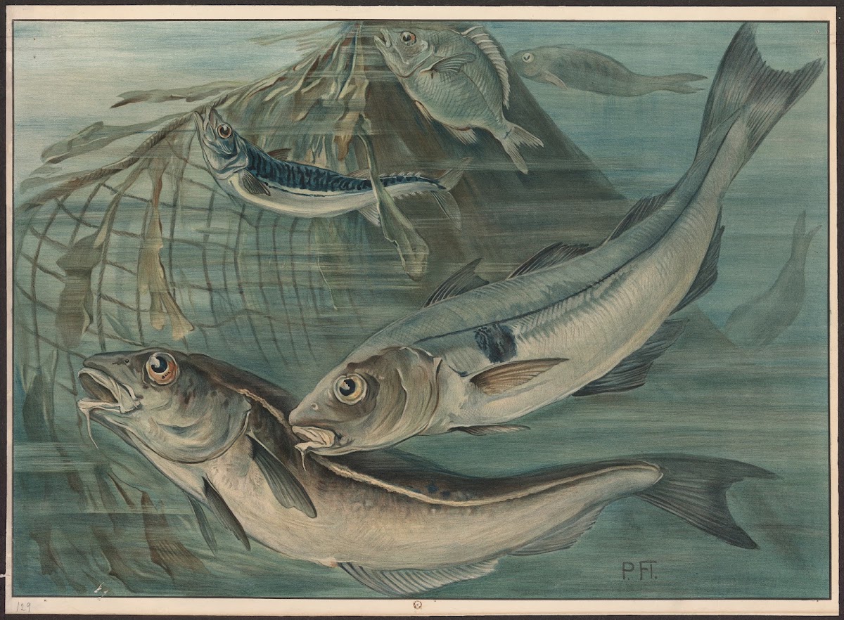 Haddock mackerel and bream 1913