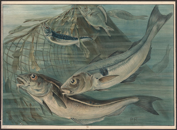 Haddock mackerel and bream 1913