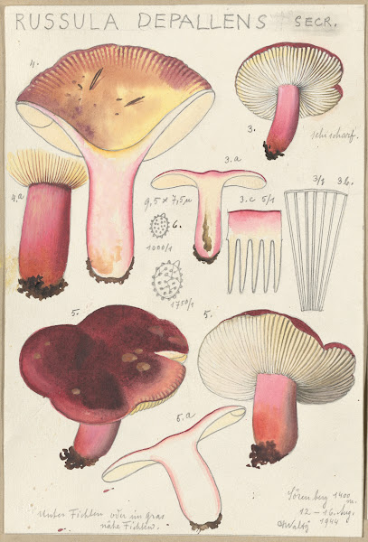 Russula depallens 1915 1945