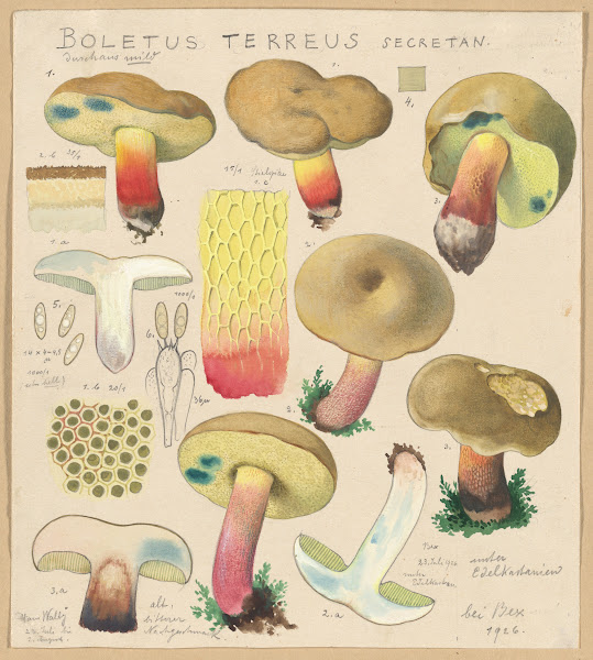 Boletus terreus Secretan 1915 1945