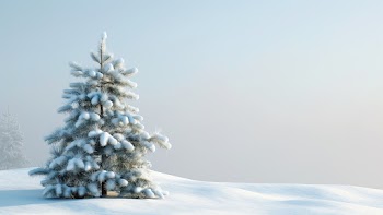 Winter Pine Tree Wallpaper