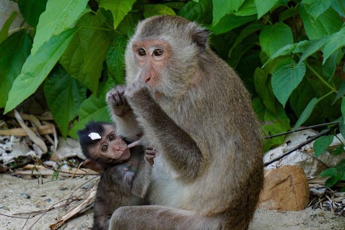 Chưa dứt cảnh du khách cho khỉ ăn kẹo, sữa chua trên bán đảo Sơn Trà - Tạp chí Tri thức