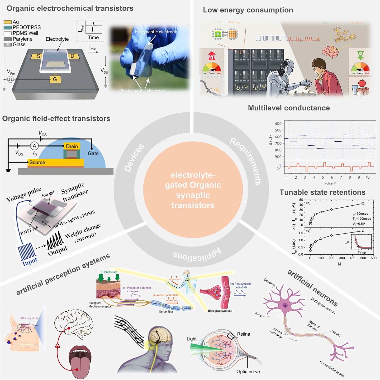 Bioinspired Electrolyte-Gated Organic Synaptic Transistors: From Fundamental Requirements to Applications