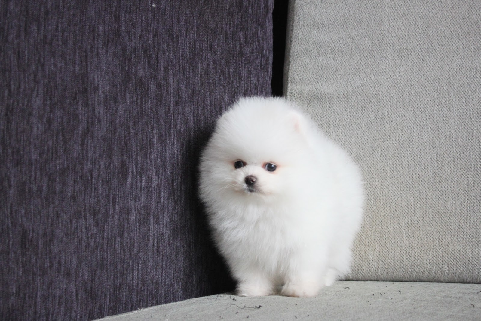 12/11出生 高端優質迷你松鼠白博美弟弟