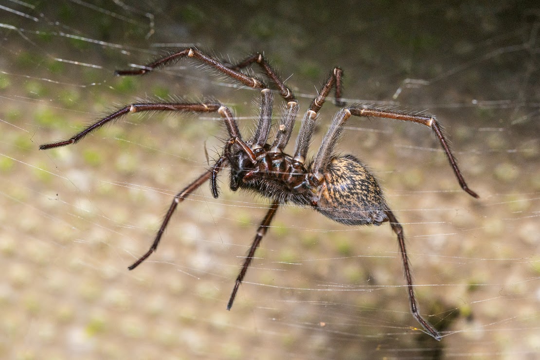 Eratigena sp.