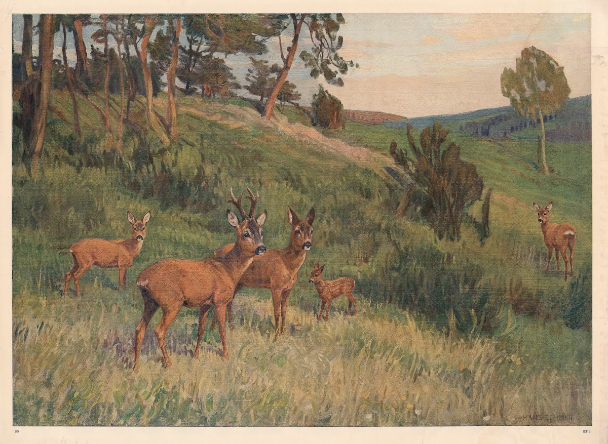 Deer in a meadow 1910