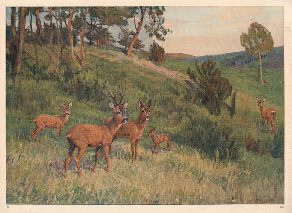 Deer in a meadow 1910