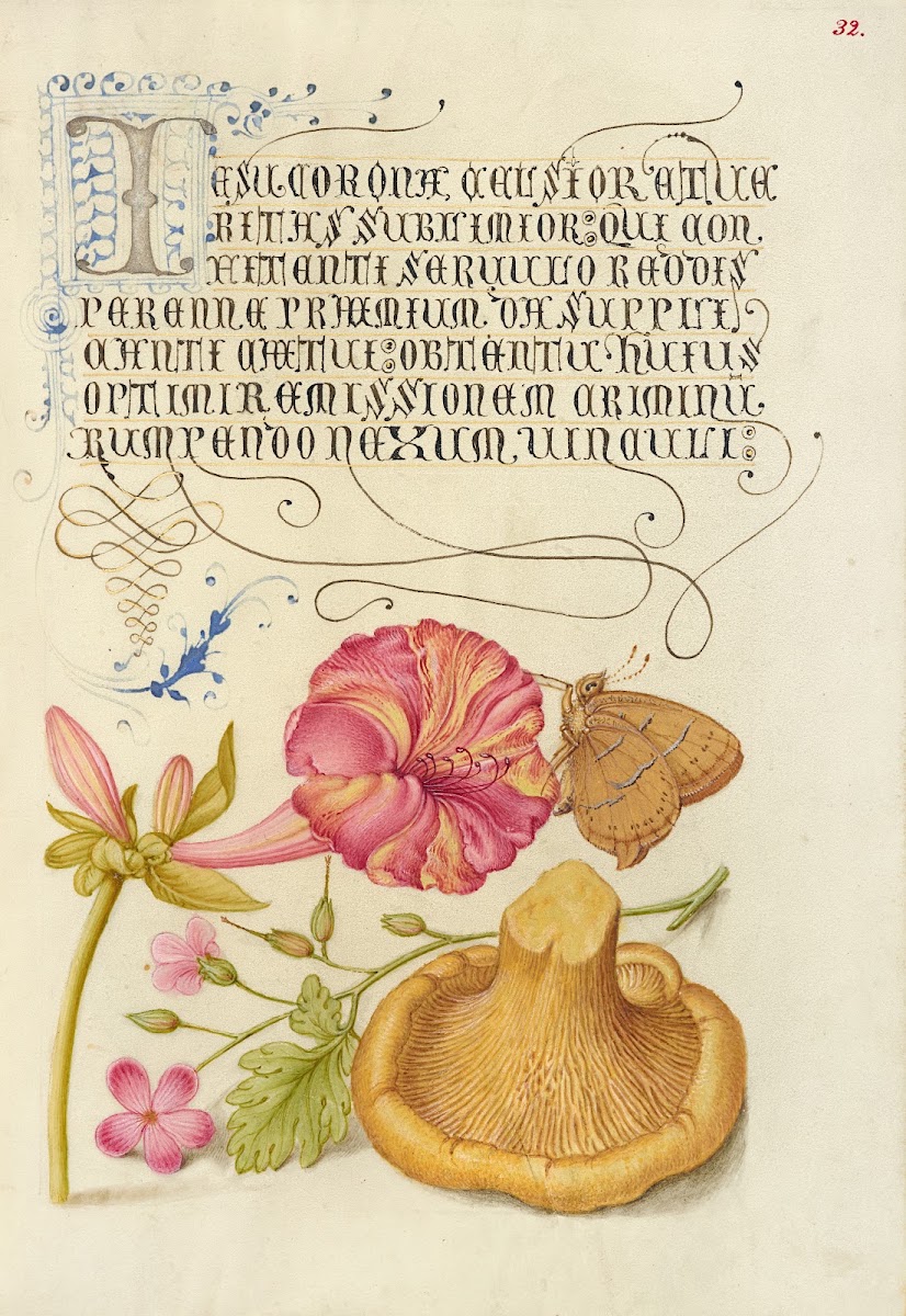 Four oClock Brown Hairstreak Herb Robert and Chanterelle 15611596