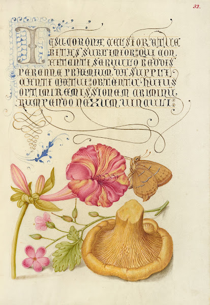 Four oClock Brown Hairstreak Herb Robert and Chanterelle 15611596