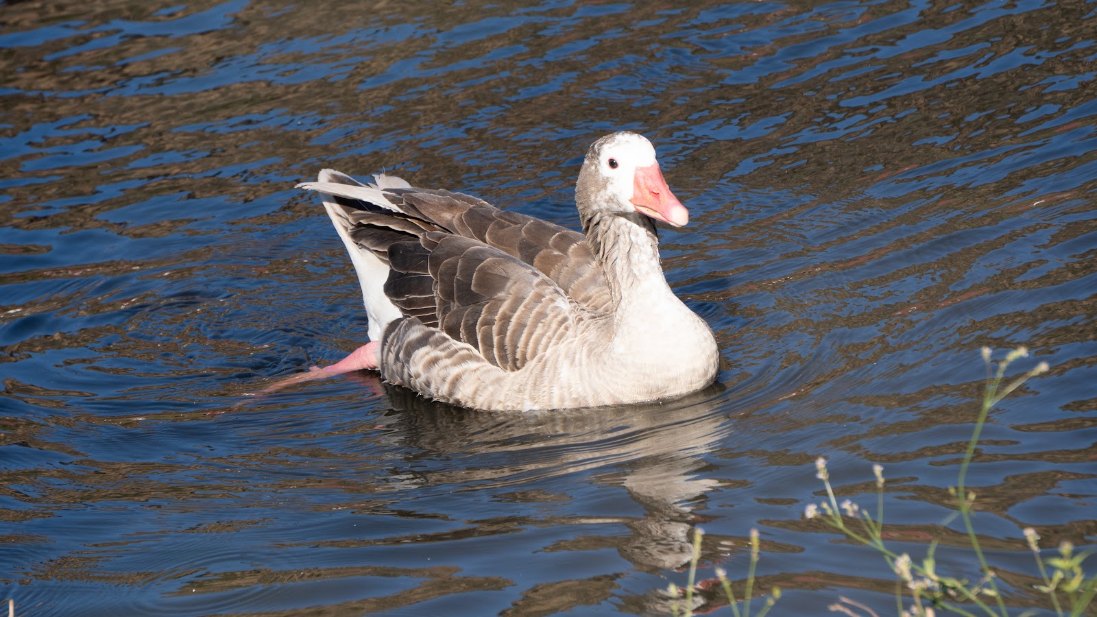 Pato Alegre