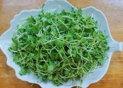 Rau mầm nhặt bỏ những ngọn dập nát, rửa sạch, ngâm trong nước muối loãng 20 phút. Sau đó vớt ra rổ cho ráo, khi ăn cho rau ra đĩa. Hành lá, thì là bỏ rễ, nhặt bỏ những cọng giập, vàng úa, rửa sạch, cắt khúc. Chừa lại khoảng 1 nhánh thì là, 1 nhánh hành lá cắt nhuyễn.