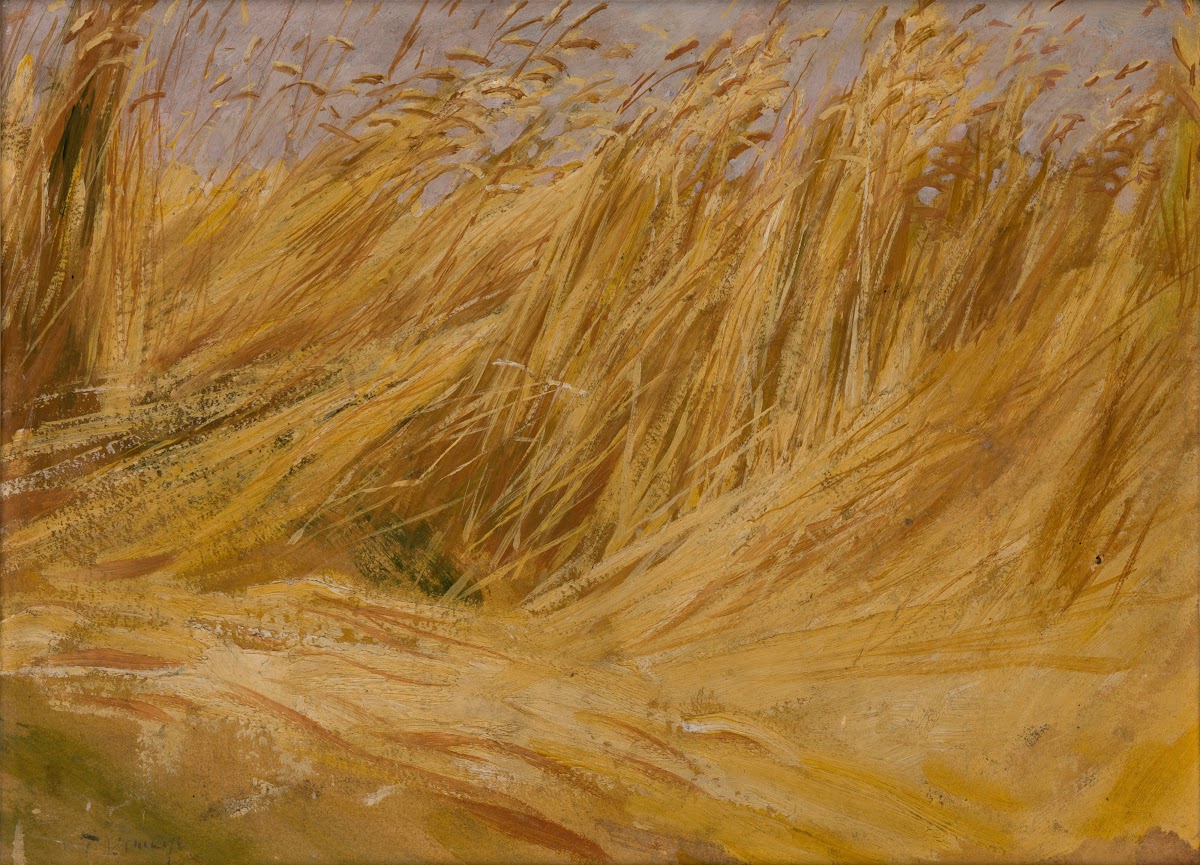 Corn Field Study 1901