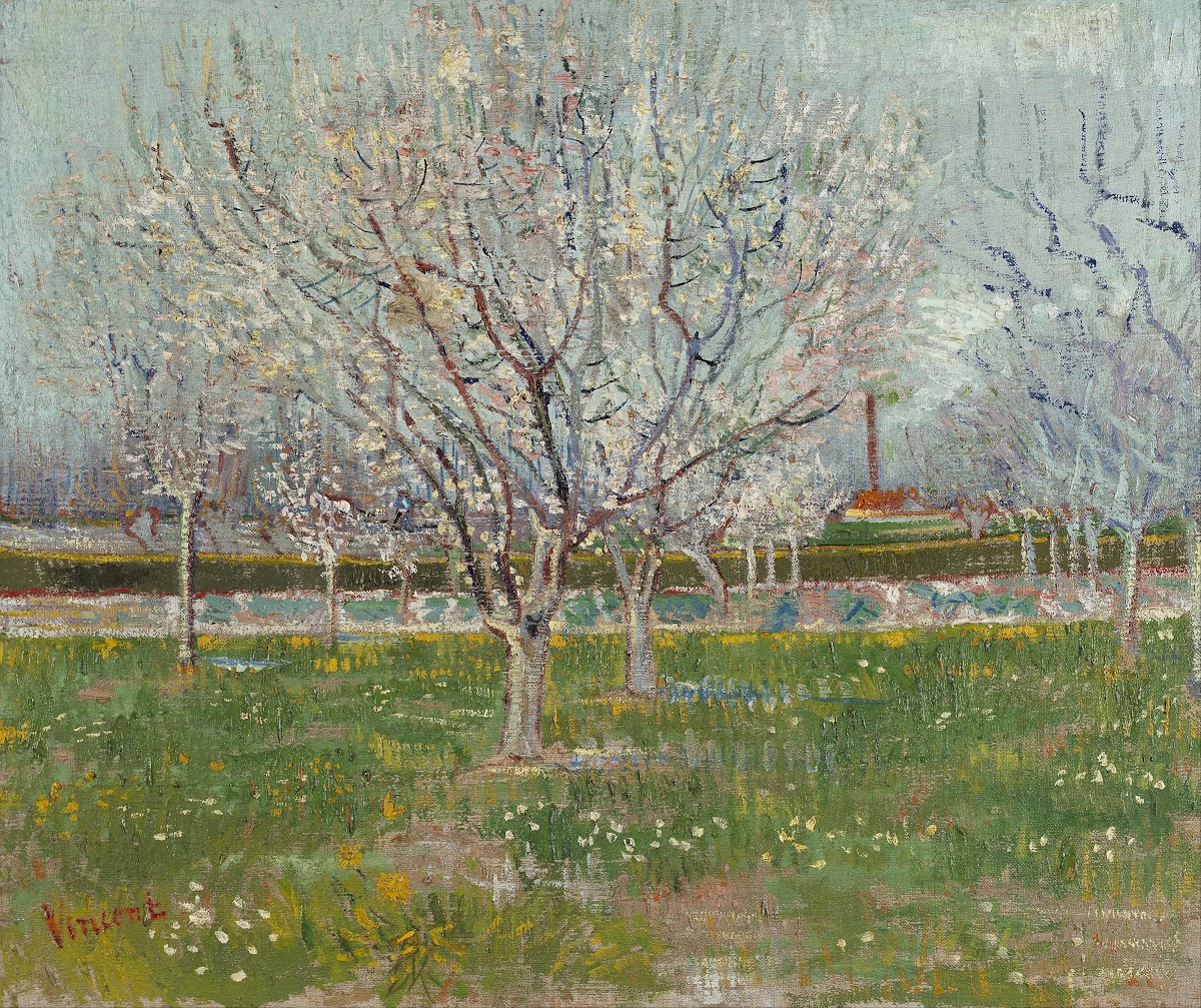 Orchard in Blossom Plum Trees