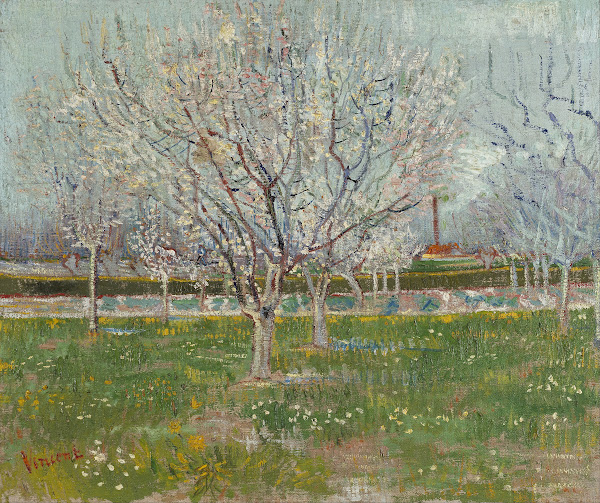 Orchard in Blossom Plum Trees