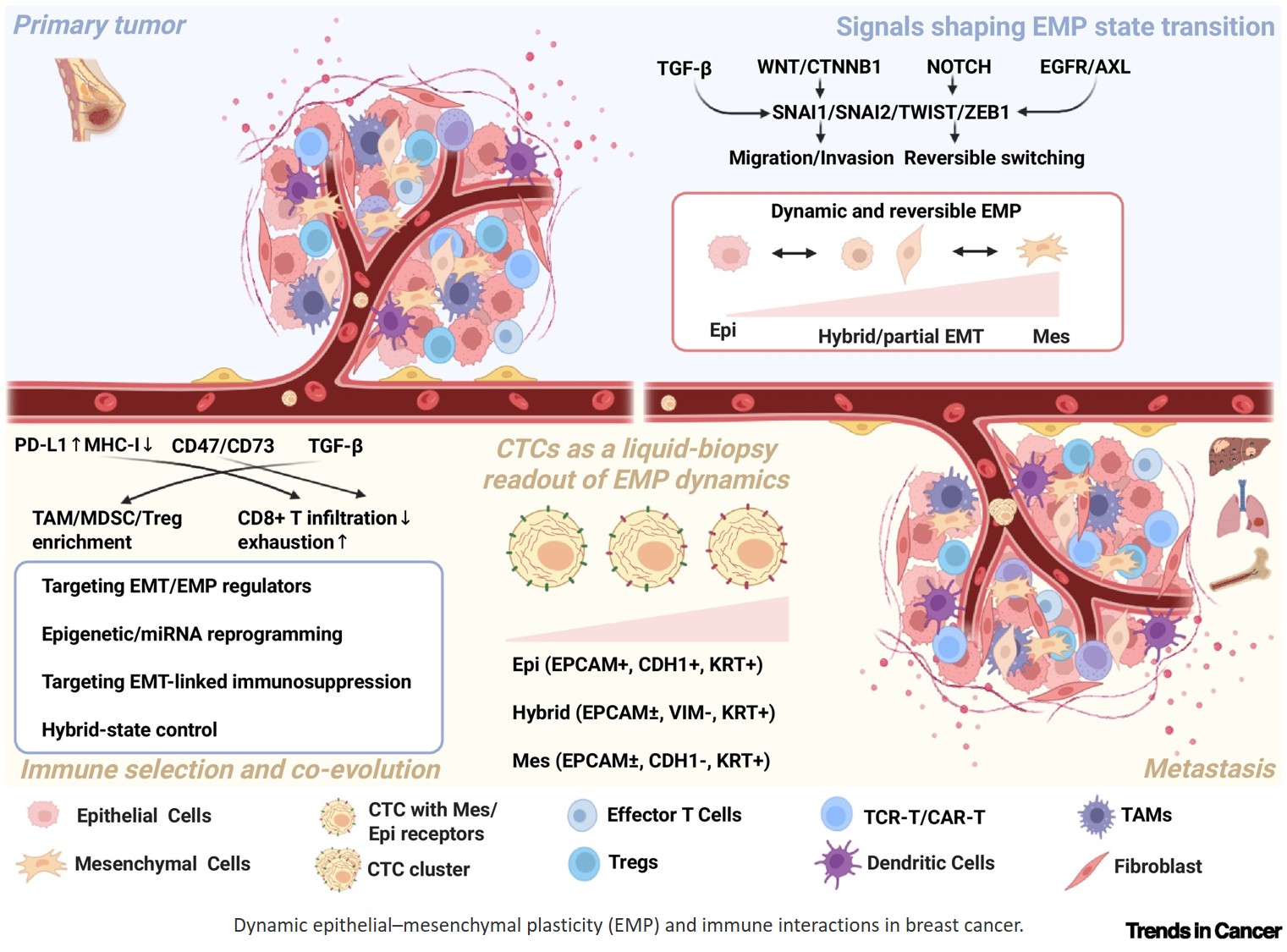 Epithelial–mesenchymal plasticity in breast cancer: from cell states to clinical vulnerability