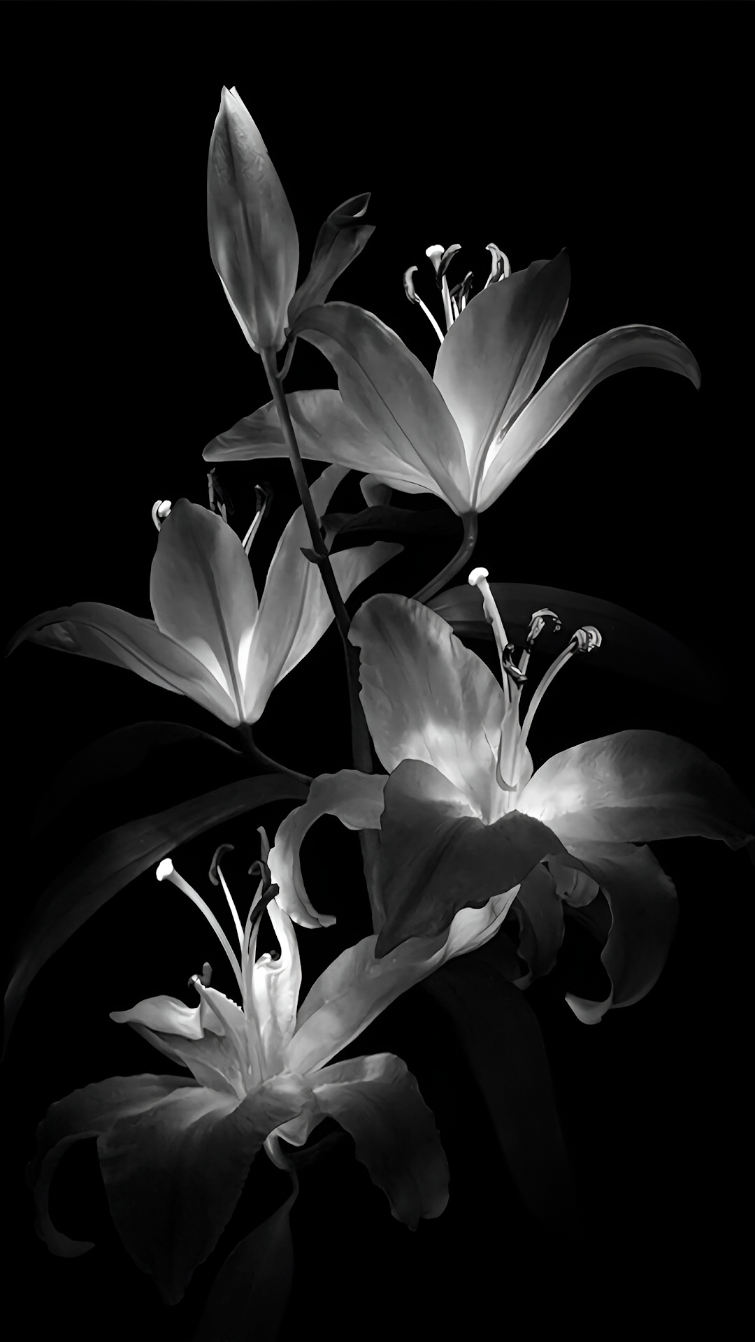 Monochrome Lily Blooms Against Deep Black Background - Free 4K mobile Wallpaper