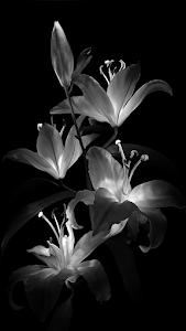 Monochrome Lily Blooms Against Deep Black Background