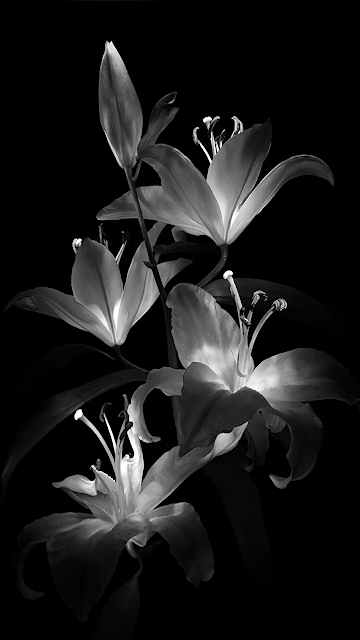 Monochrome Lily Blooms Against Deep Black Background