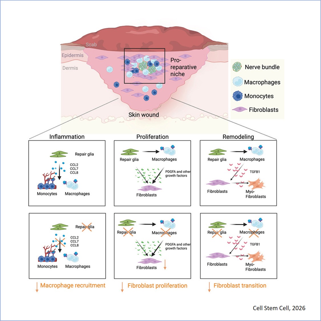A peripheral glial niche orchestrates the early stages of skin wound healing
