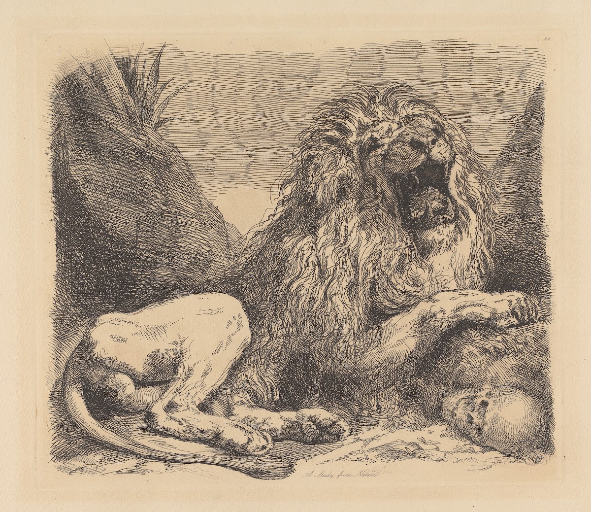 A Study from Nature a lion among rocks roaring a human skull lower right 1820