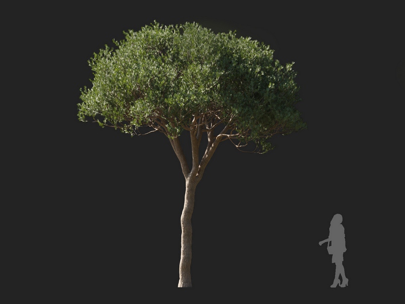 Maxtree - Plant Models Vol.127