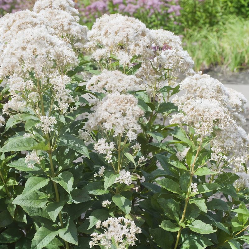 Eupatorium rugosum 'Snow Ball' in piena fioritura in un giardino acquatico