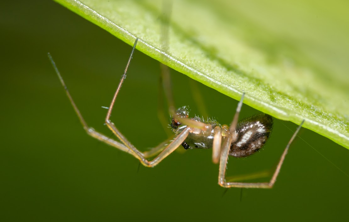 Tenuiphantes sp.