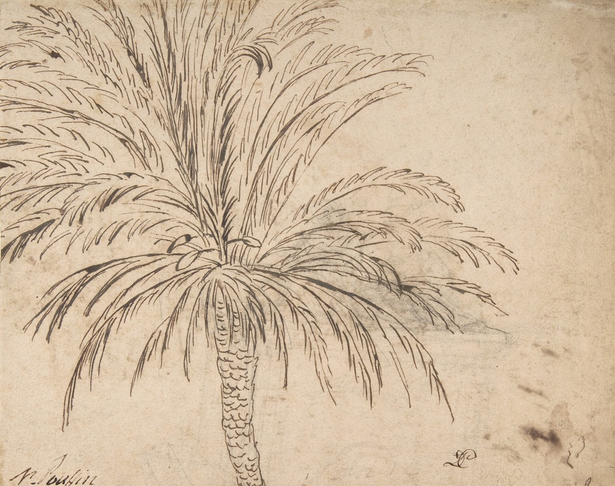Study of a Palm Tree ca 163540