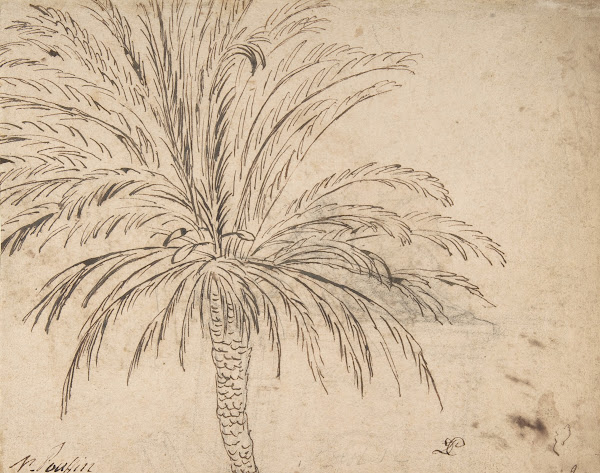 Study of a Palm Tree ca 163540