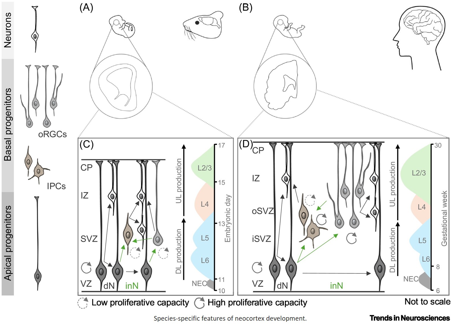 Basal progenitors as drivers of neocortical expansion