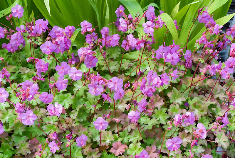 Geranium x cantabrigiense 'Karmina' in piena fioritura rosa in un giardino roccioso