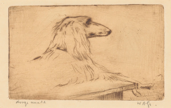 Afghaanse windhond 1888 1934