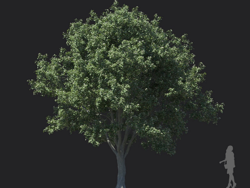 Maxtree - Plant Models Vol.121