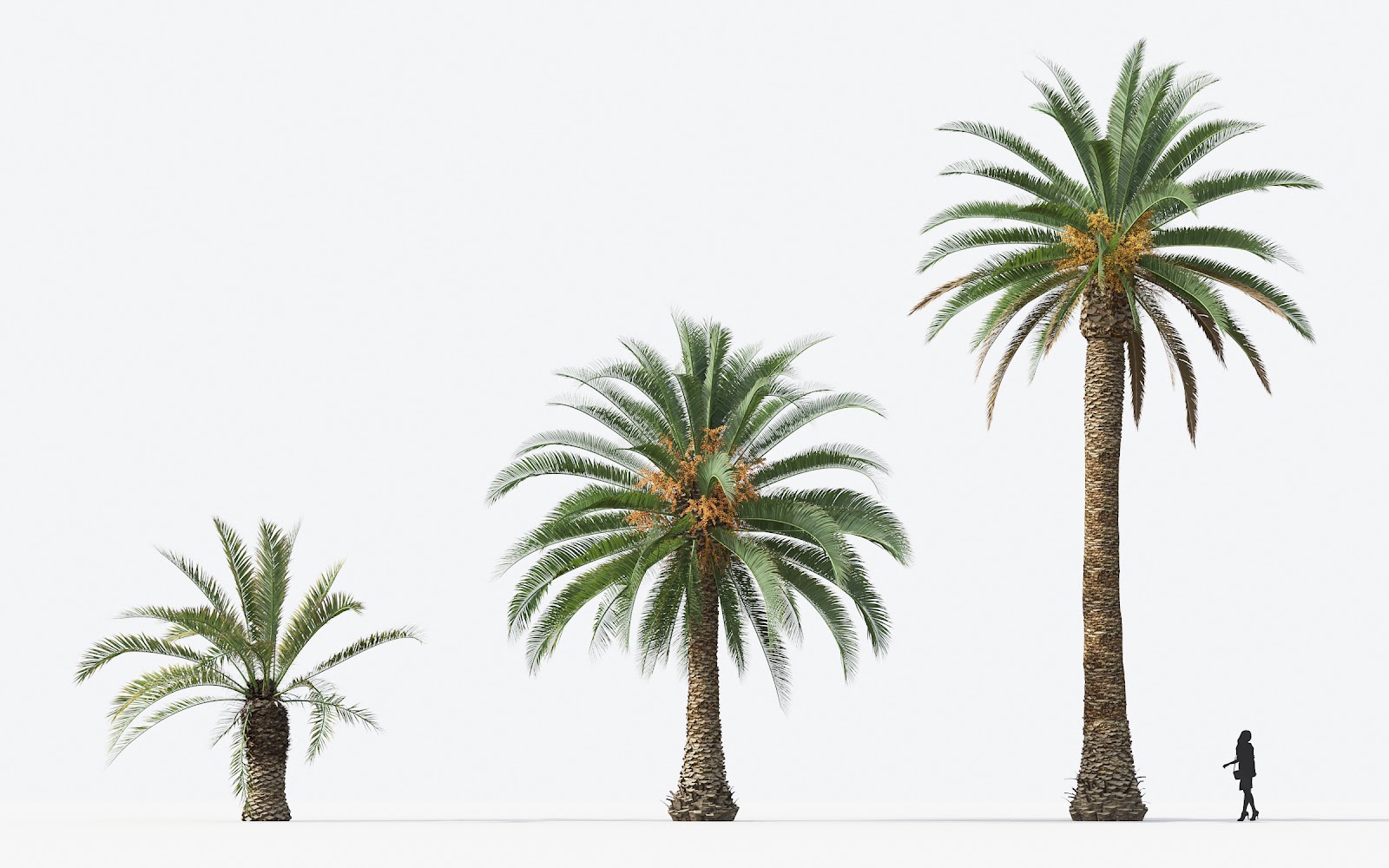 Maxtree - Plant Models Vol.15