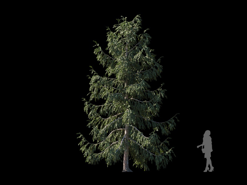 Maxtree - Plant Models Vol.120