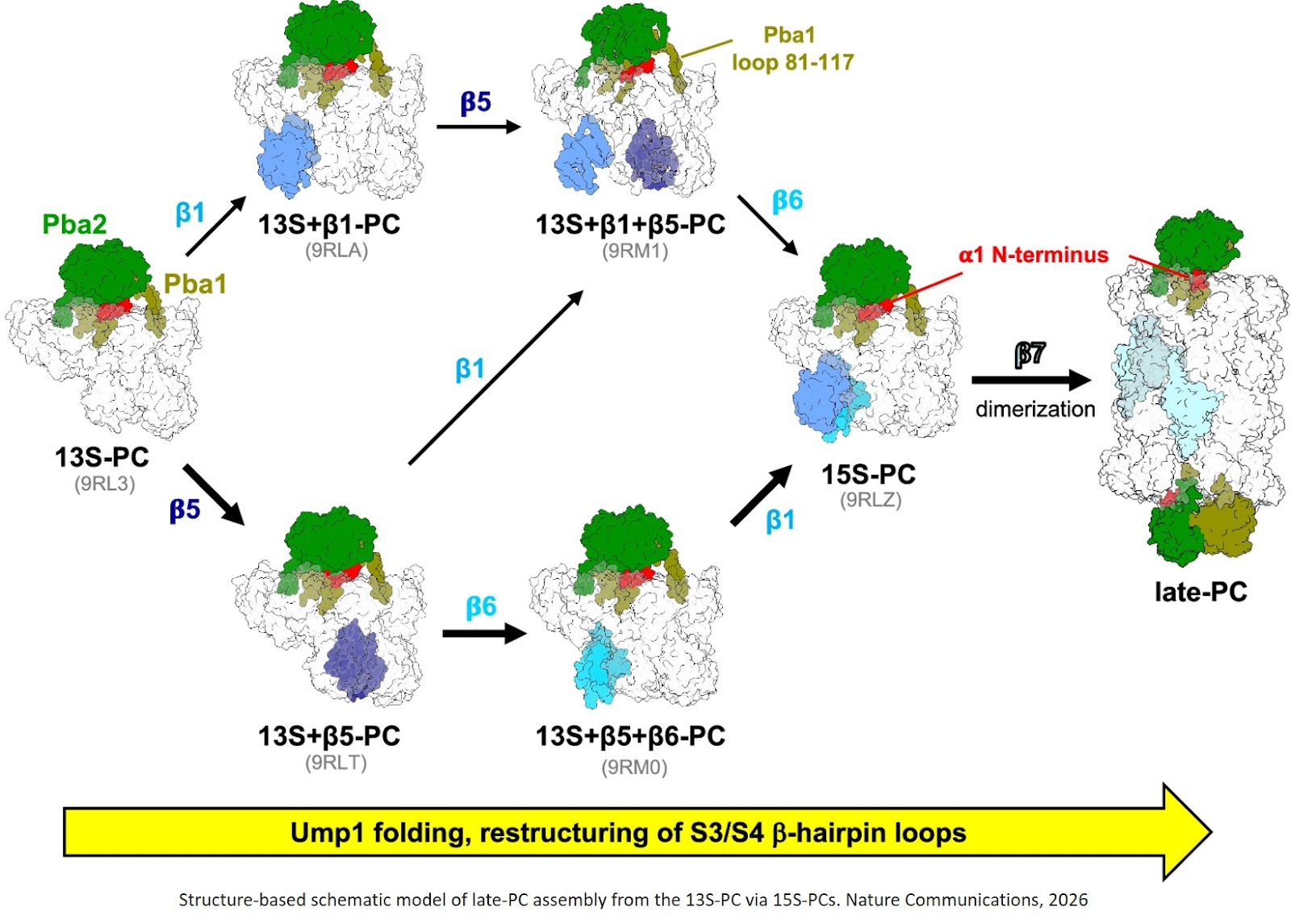 Structural transitions in the stepwise assembly of proteasome core particles