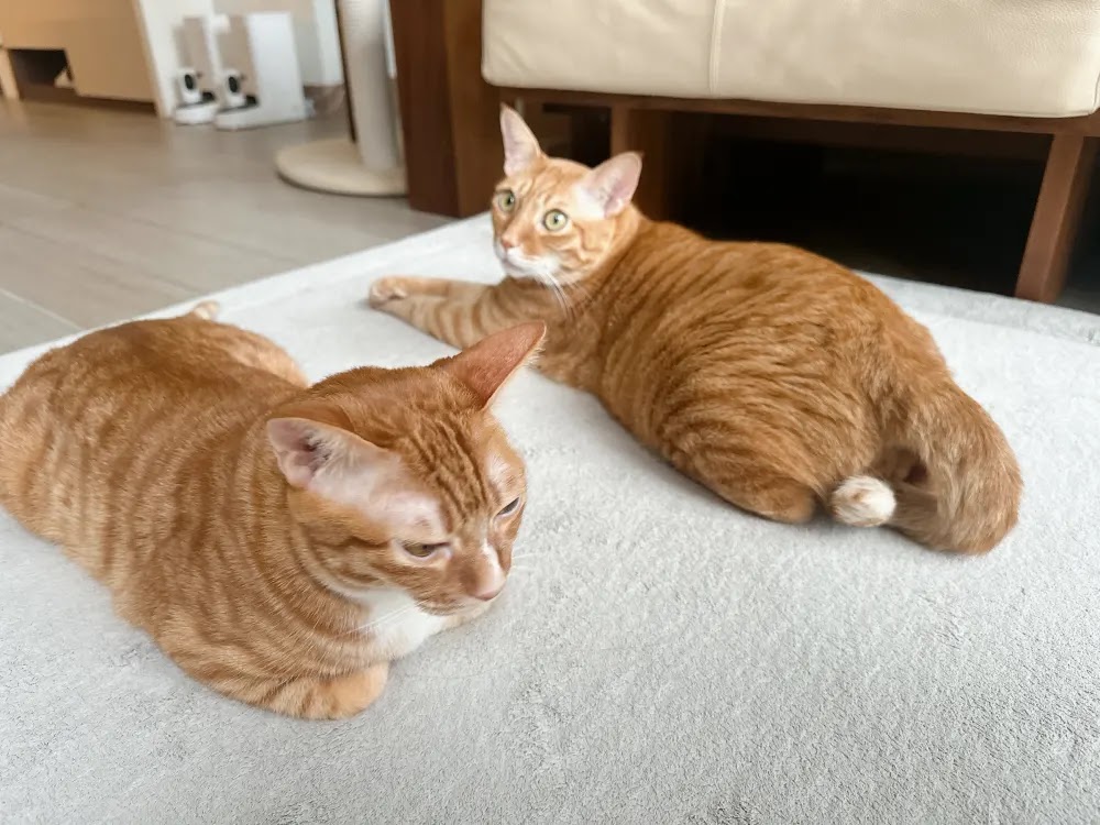 Ginger tabby cat stretched out and relaxed on a soft white cooling mat