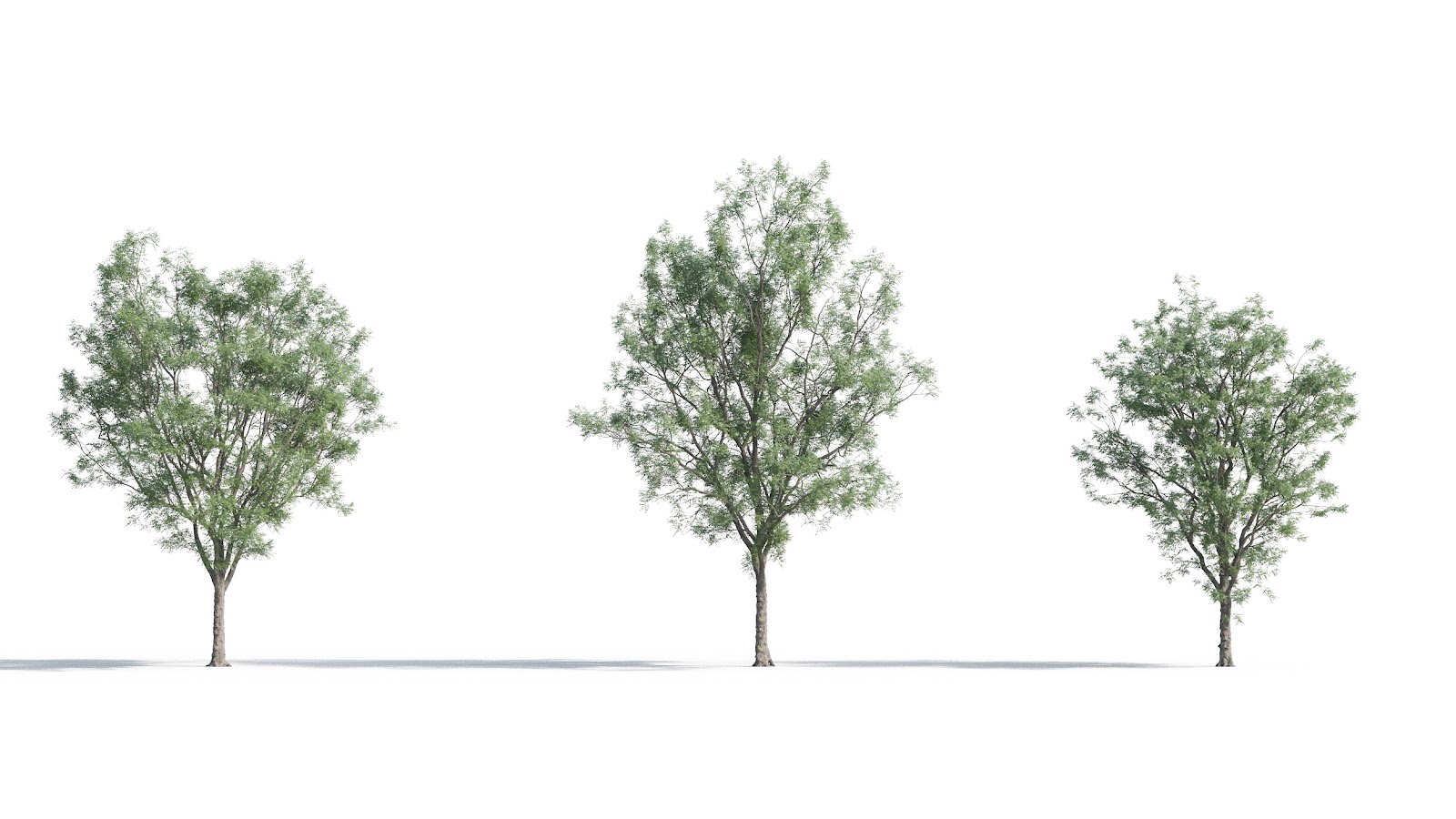 Maxtree - Plant Models Vol.5