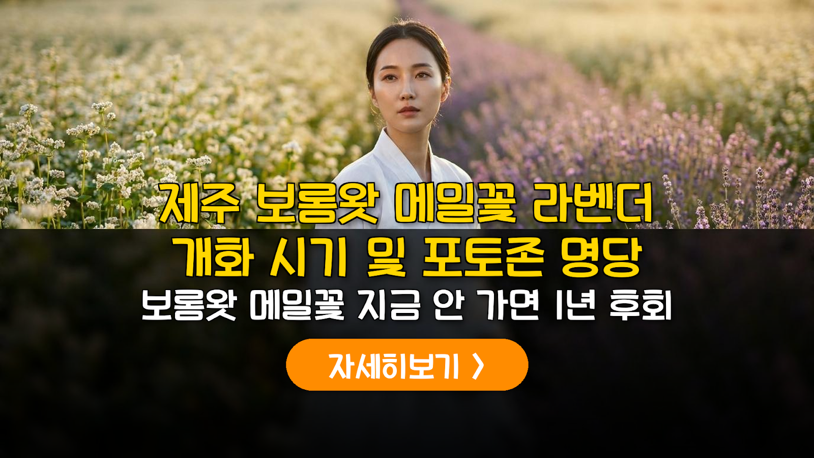 2026 제주 보롬왓 메밀꽃 라벤더 개화 리포트