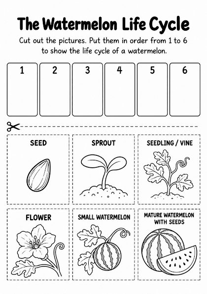 Watermelon Life Cycle Worksheet
