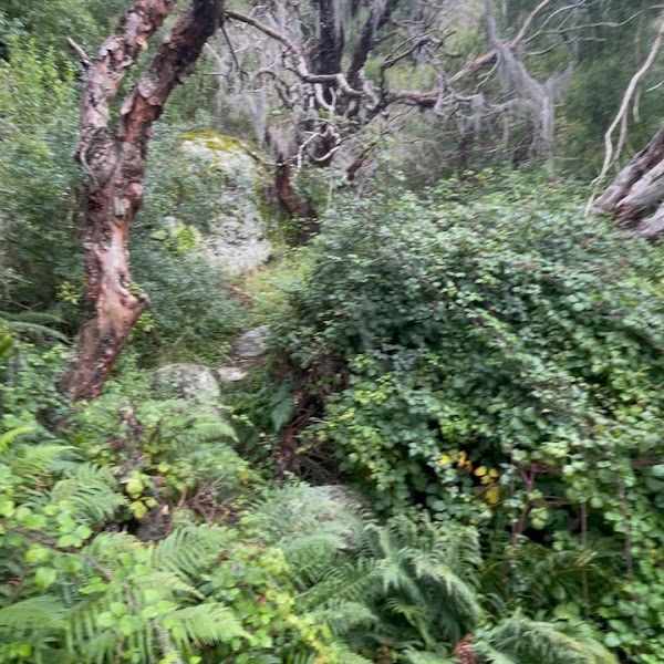 Trek a Los Chorros y Bosque de Tabaquillos