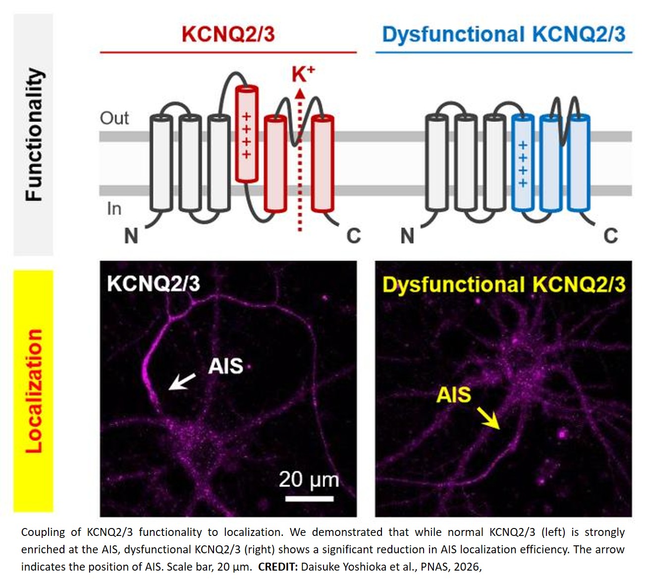 Potassium channels functionality is coupled to trafficking!