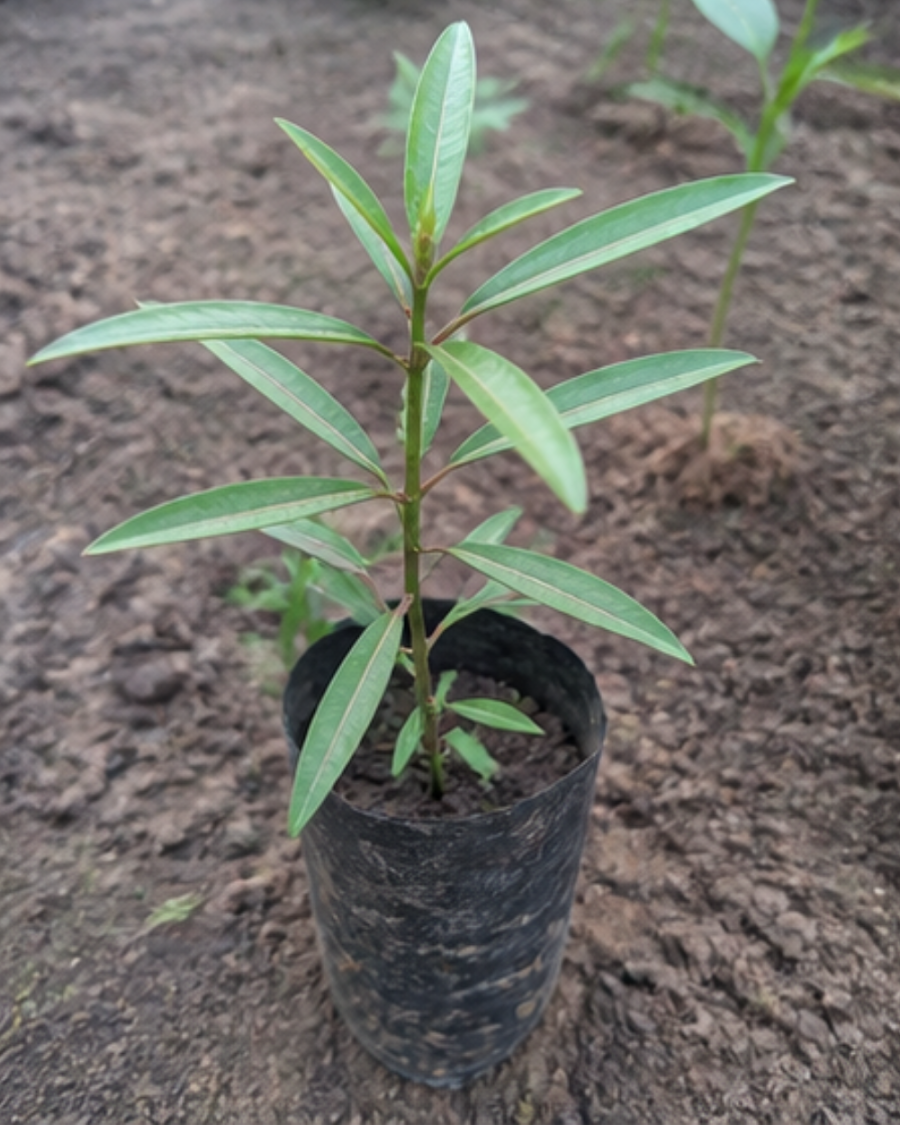 Barleria Lupulina Medicinal Plant — view 2