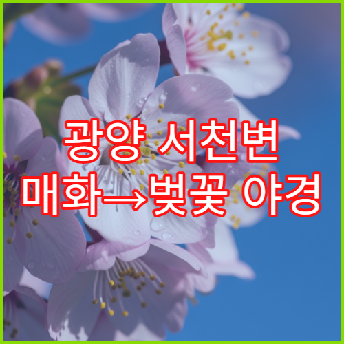 광양 서천변 매화→벚꽃 야경 드론 촬영 허용 구역 안전 주의사항