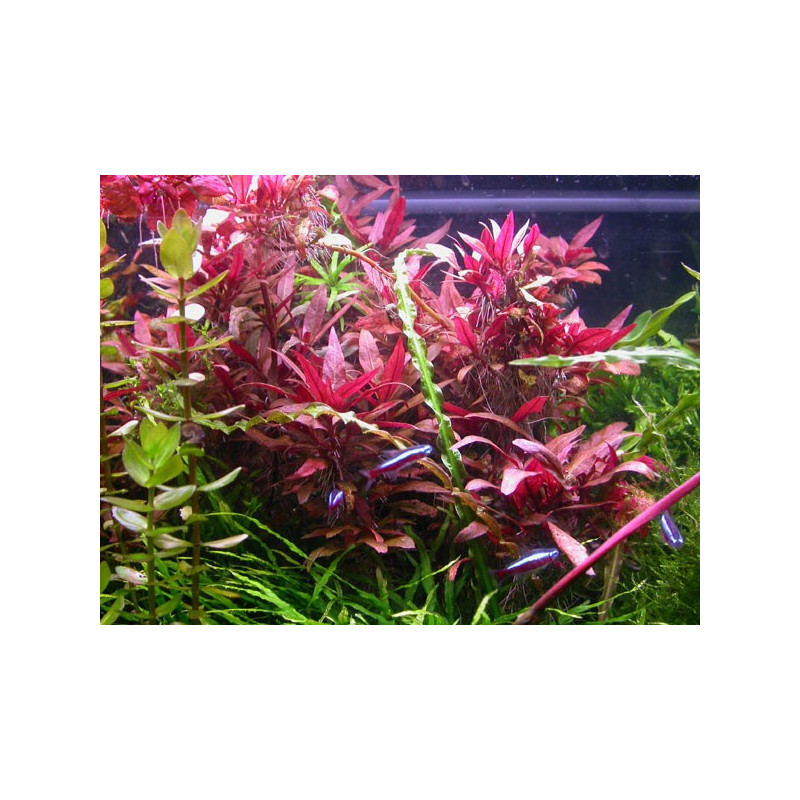 Alternanthera Sessilis